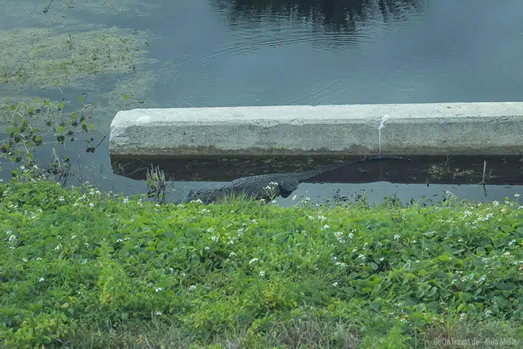 Ein Alligator auf Cape Canaveral Ein Alligator auf Cape Canaveral