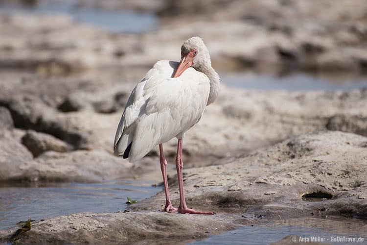 Ibis auf einer Insel der Florida Keys