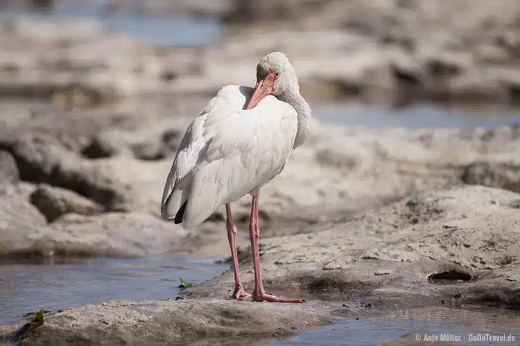 Ibis auf einer Insel der Florida Keys Ibis auf einer Insel der Florida Keys