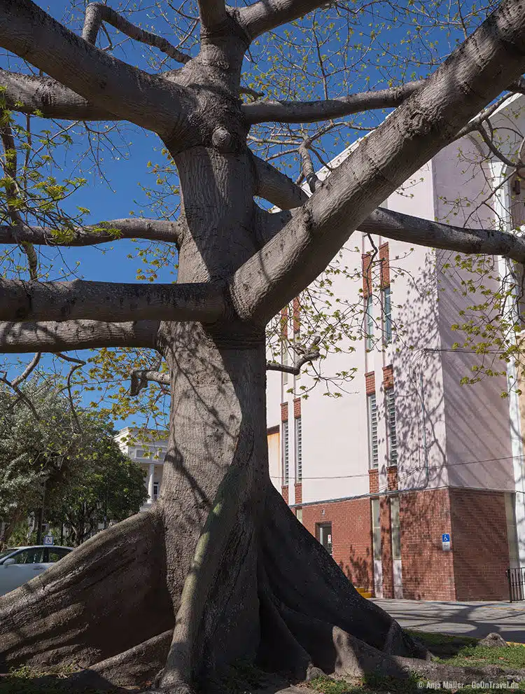 Der 40 m hohe Kapokbaum vor dem Gerichtsgebäude