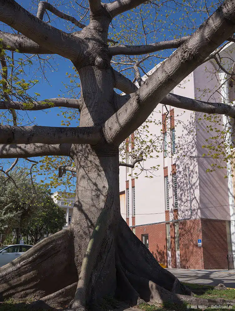 Der 40 m hohe Kapokbaum vor dem Gerichtsgebäude Der 40 m hohe Kapokbaum vor dem Gerichtsgebäude