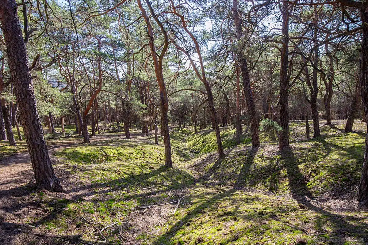 Kiefernwald auf dem Löwendorfer Berg Kiefernwald auf dem Löwendorfer Berg
