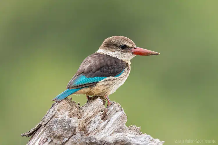 Ein hübscher Brown Hooded Kingfisher im Addo Elephant National Park Ein hübscher Brown Hooded Kingfisher im Addo Elephant National Park