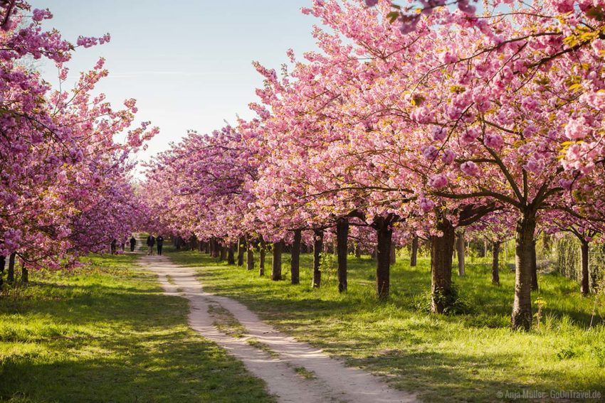 Die 29 schönsten Orte zur Kirschblüte in Berlin