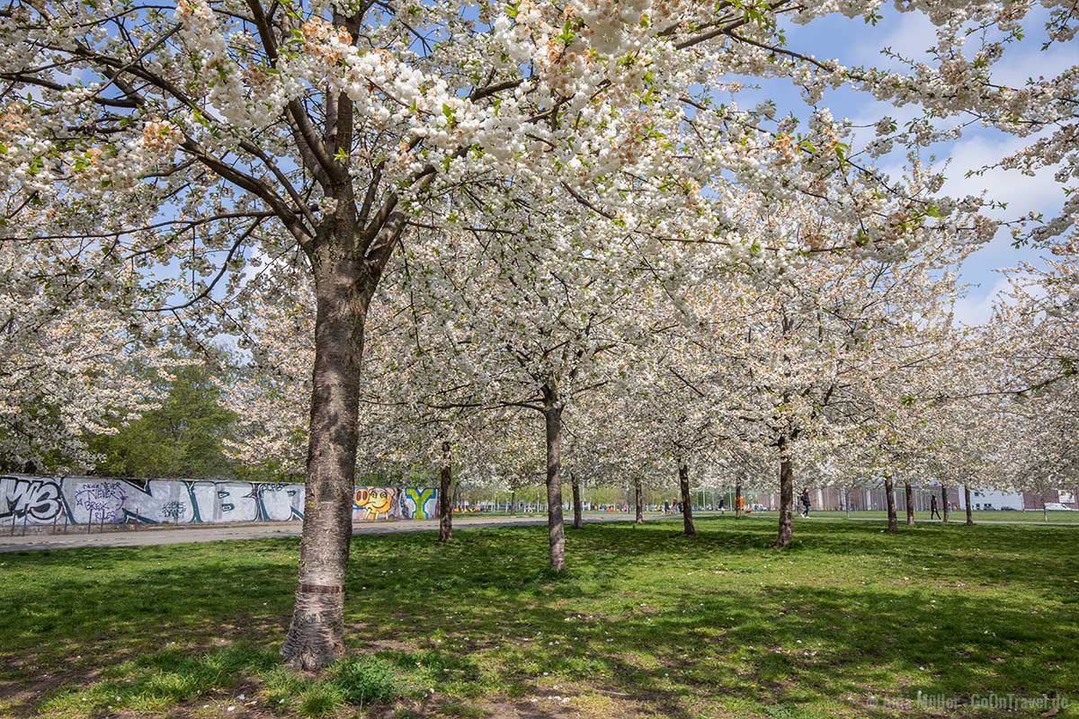Zur Kirschblüte in Berlin gibt es natürlich auch weiße Blüten
