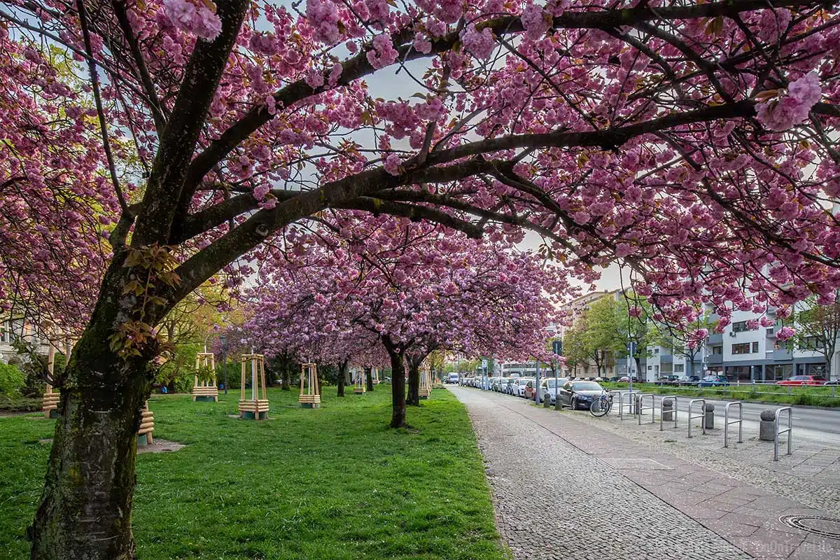Über 60 Jahre alter Kirschbaum am Hohenzollernplatz Über 60 Jahre alter Kirschbaum am Hohenzollernplatz