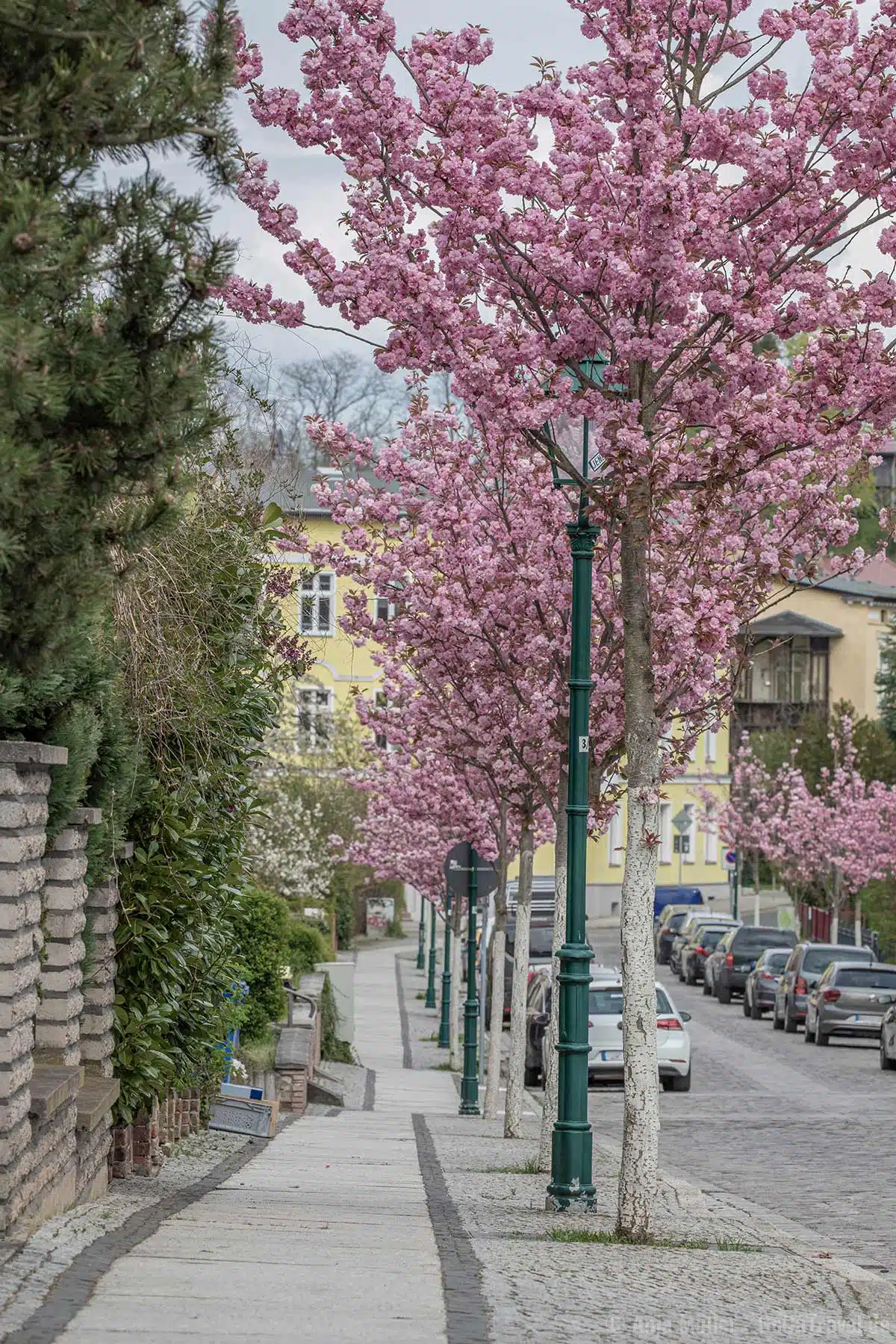 Kirschblüte in Eberswalde
