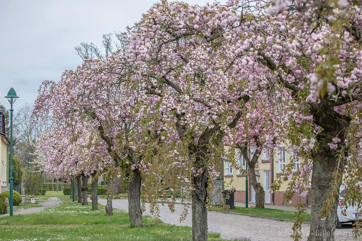 Schönsten Kirschbäume in Brandenburg