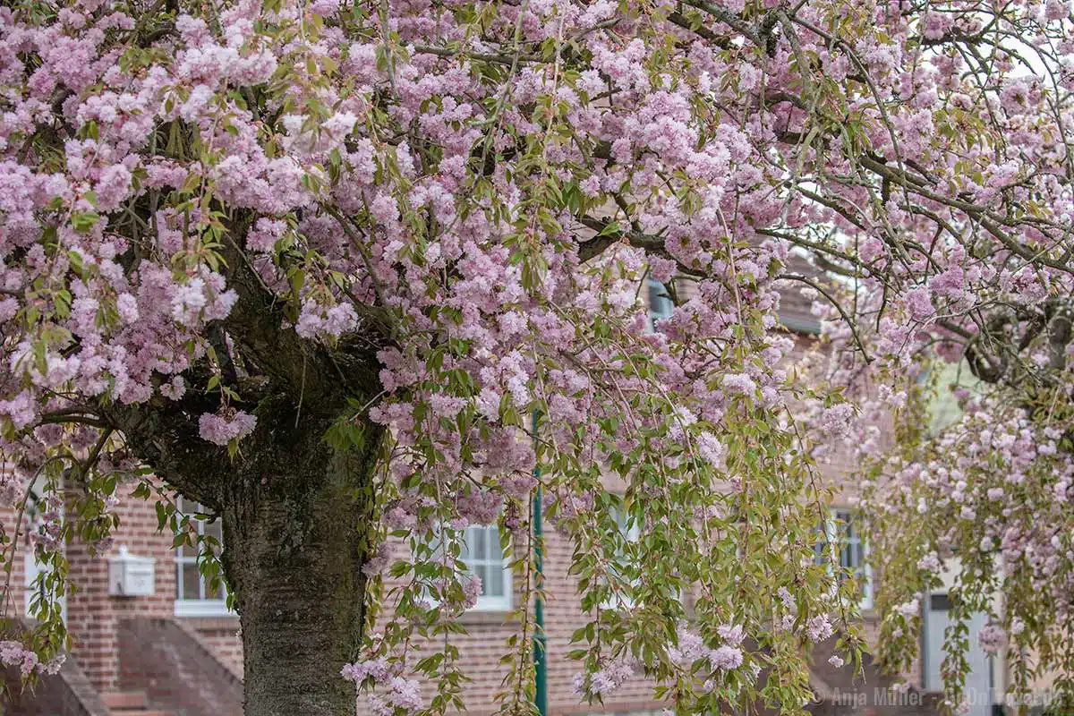Hängende Kirschblüten Hängende Kirschblüten