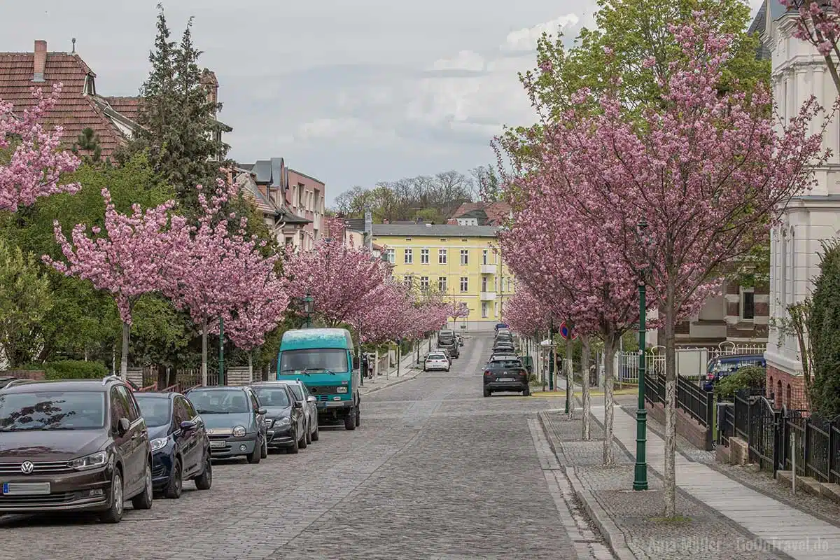 Kirschblüte in Eberswalde Kirschblüte in Eberswalde