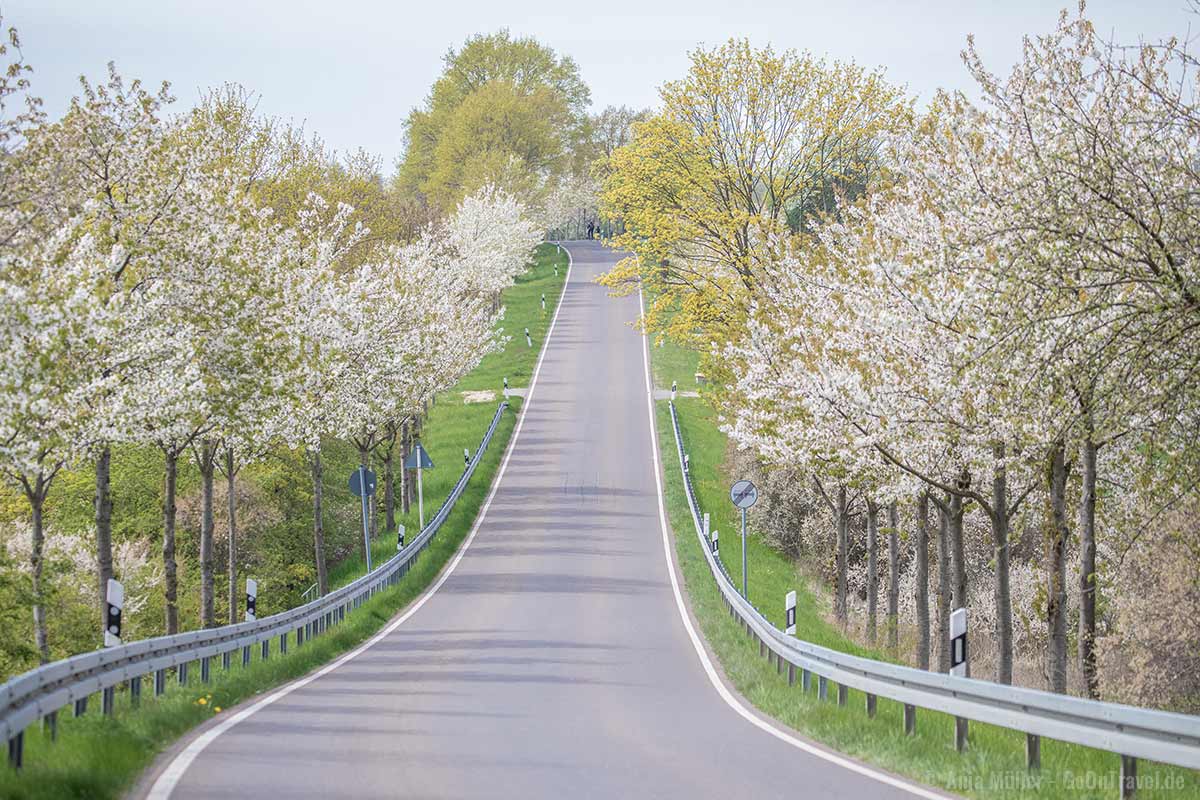 Blühende Kirschbäume in Brandenburg