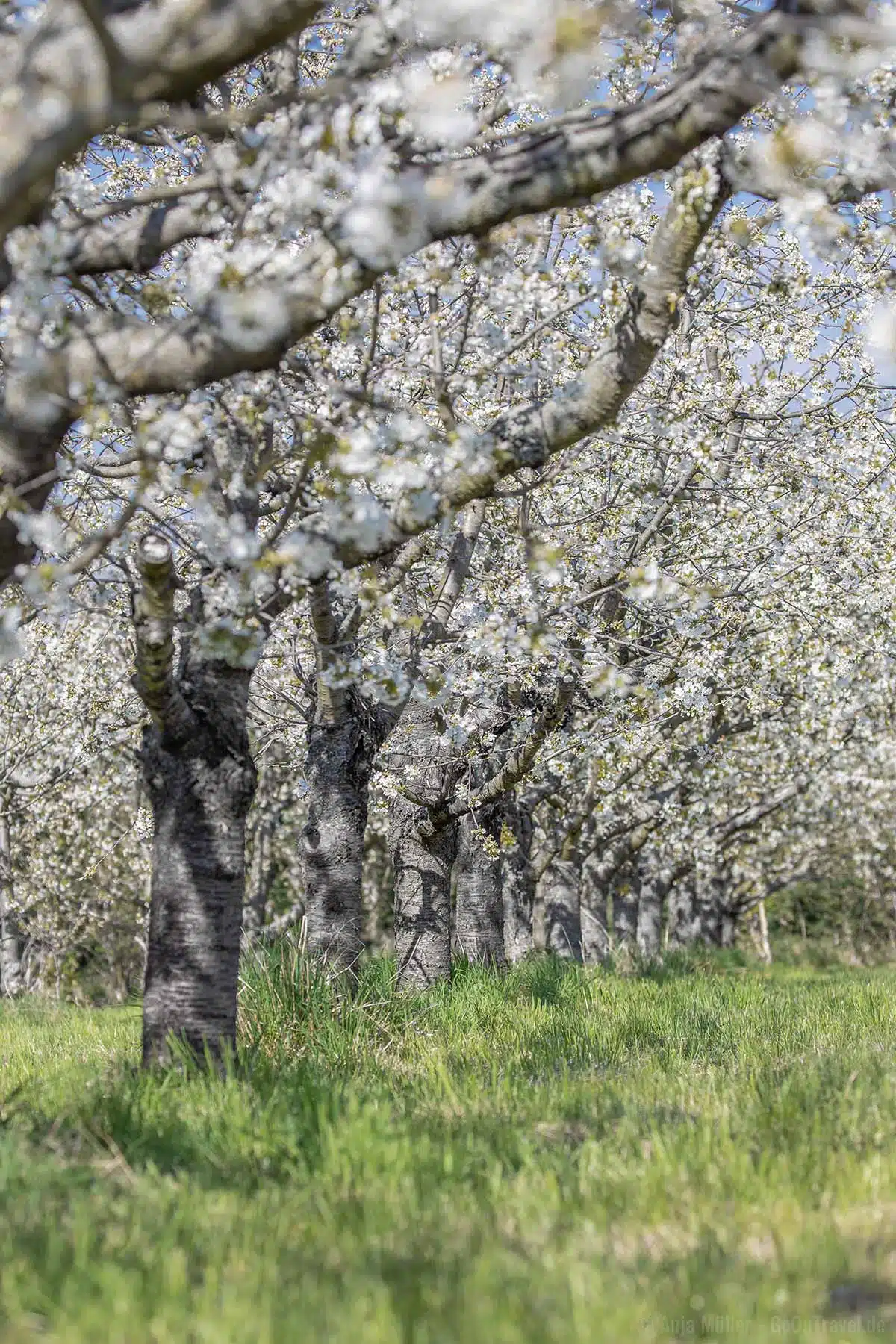 Blühende Kirschbäume Blühende Kirschbäume