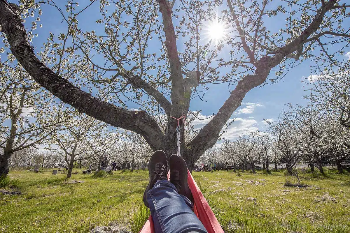 Entspannen unter Kirschbäumen