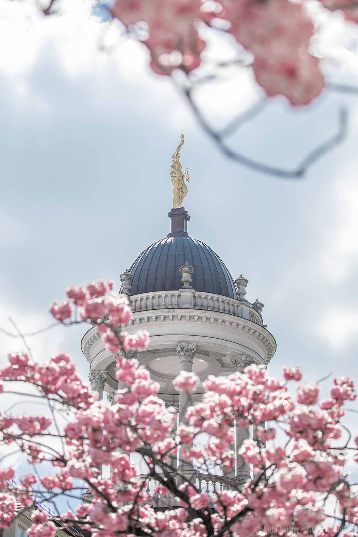 Kirschblüte mit der Kuppel vom Großen Militärwaisenhaus