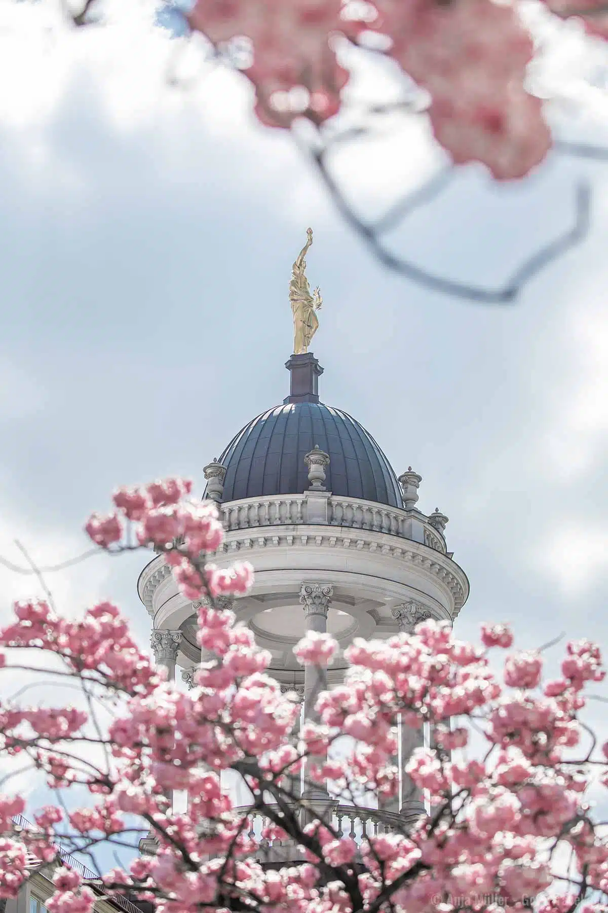 Kirschblüte mit der Kuppel vom Großen Militärwaisenhaus Kirschblüte mit der Kuppel vom Großen Militärwaisenhaus
