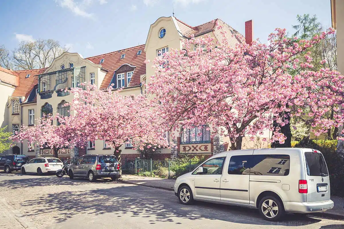Kirschblüte in Potsdam Kirschblüte in Potsdam