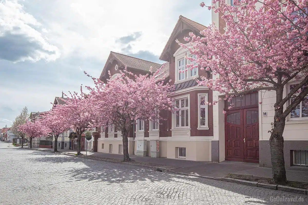 Kirschblüte in Pritzwalk Kirschblüte in Pritzwalk