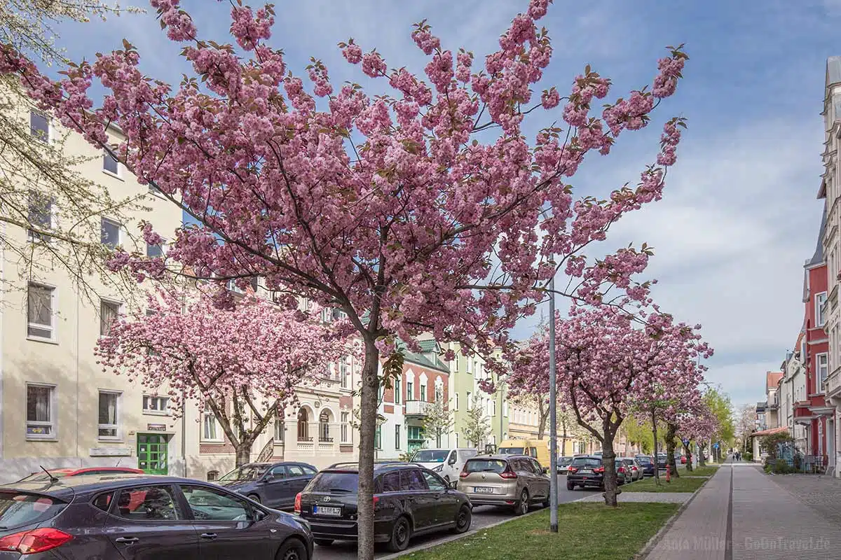 Kirschblüte in der Optikstadt Rathenow Kirschblüte in der Optikstadt Rathenow
