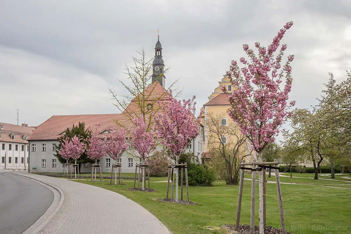 Kirschblüte vor dem Schloss in Lübben