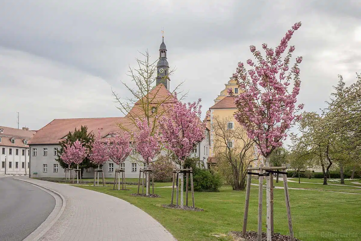 Kirschblüte vor dem Schloss in Lübben Kirschblüte vor dem Schloss in Lübben