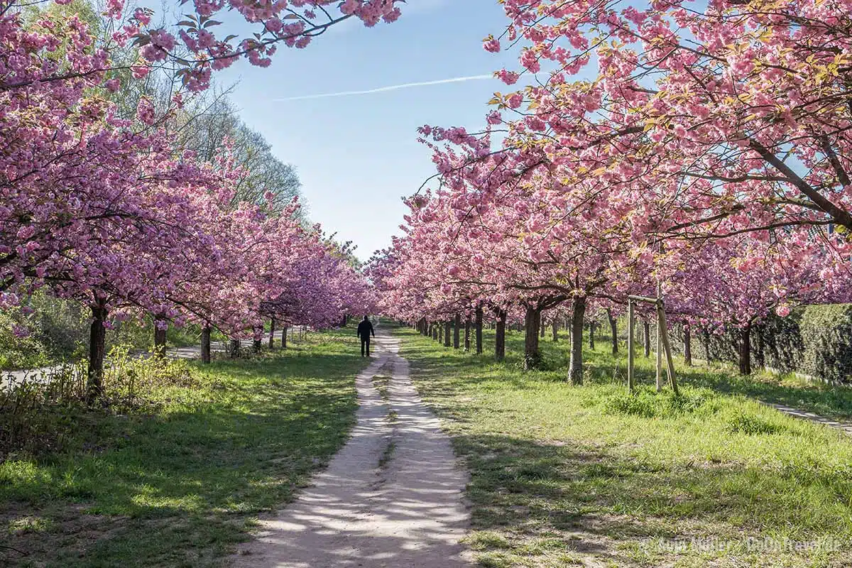 Schönste Kirschbaumallee in Brandenburg Schönste Kirschbaumallee in Brandenburg
