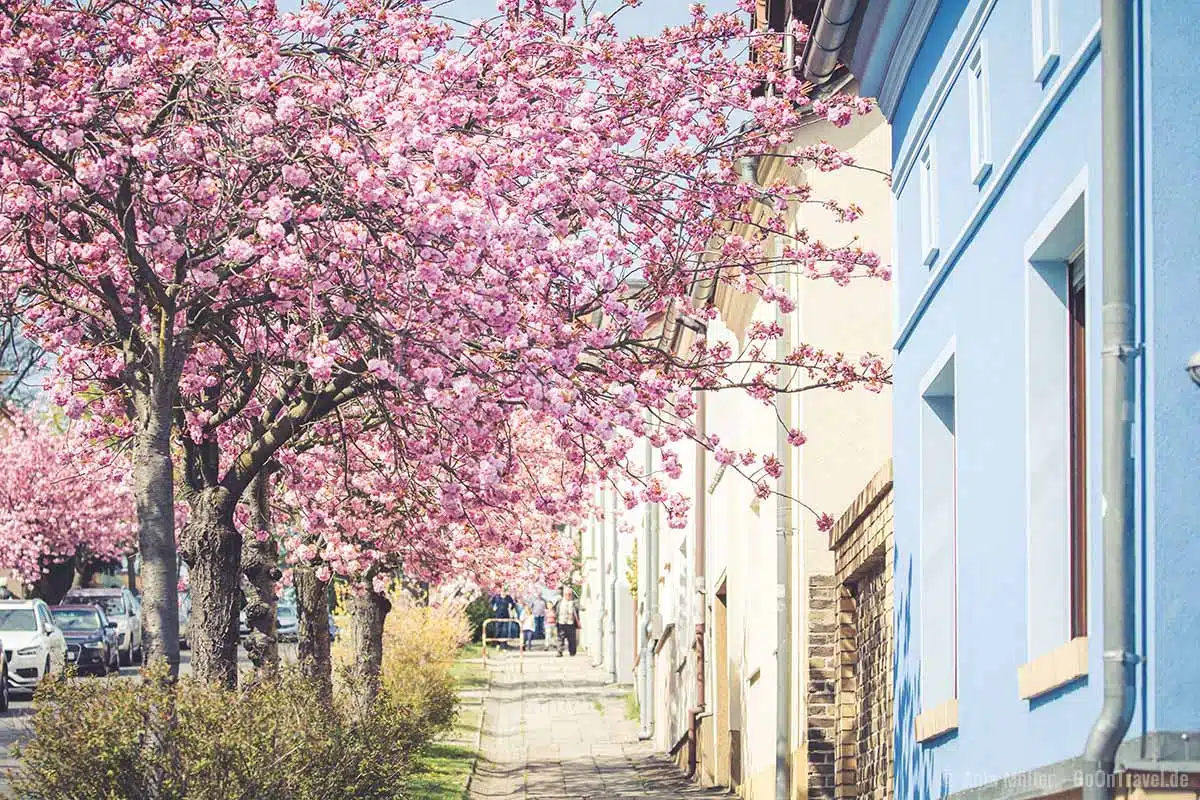 Schöne Häuserfassaden mit Kirschblüte