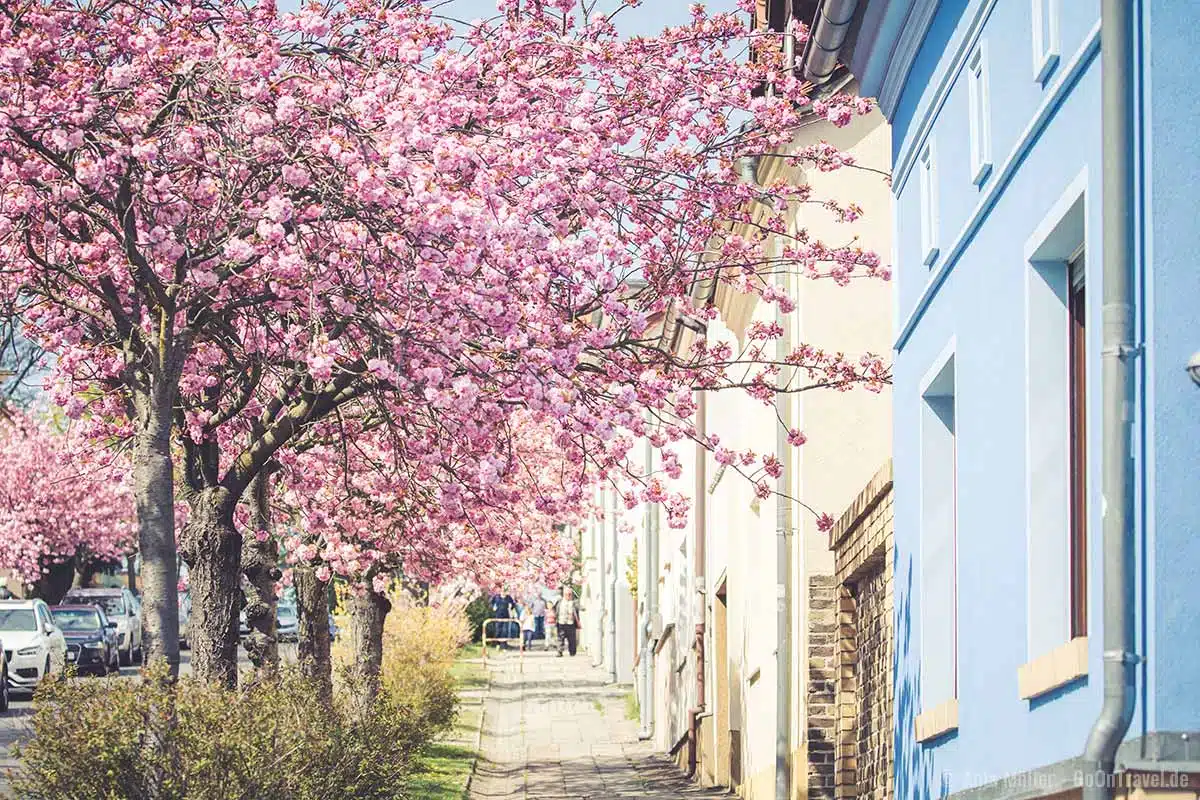 Schöne Häuserfassaden mit Kirschblüte Schöne Häuserfassaden mit Kirschblüte