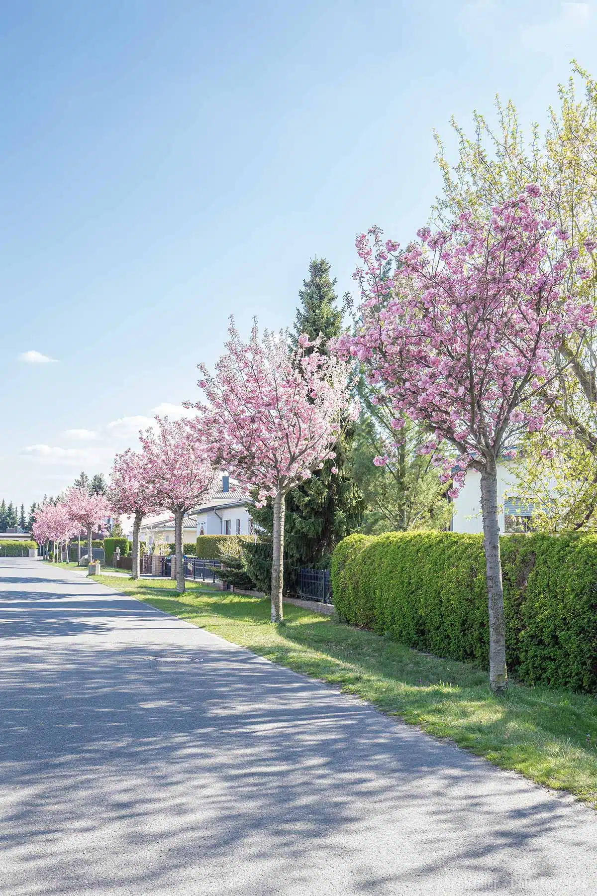 Kirschbäume in Töplitz Kirschbäume in Töplitz