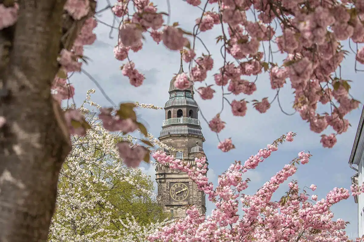 Kirschblüte mit dem Rathausturm Wittenberge