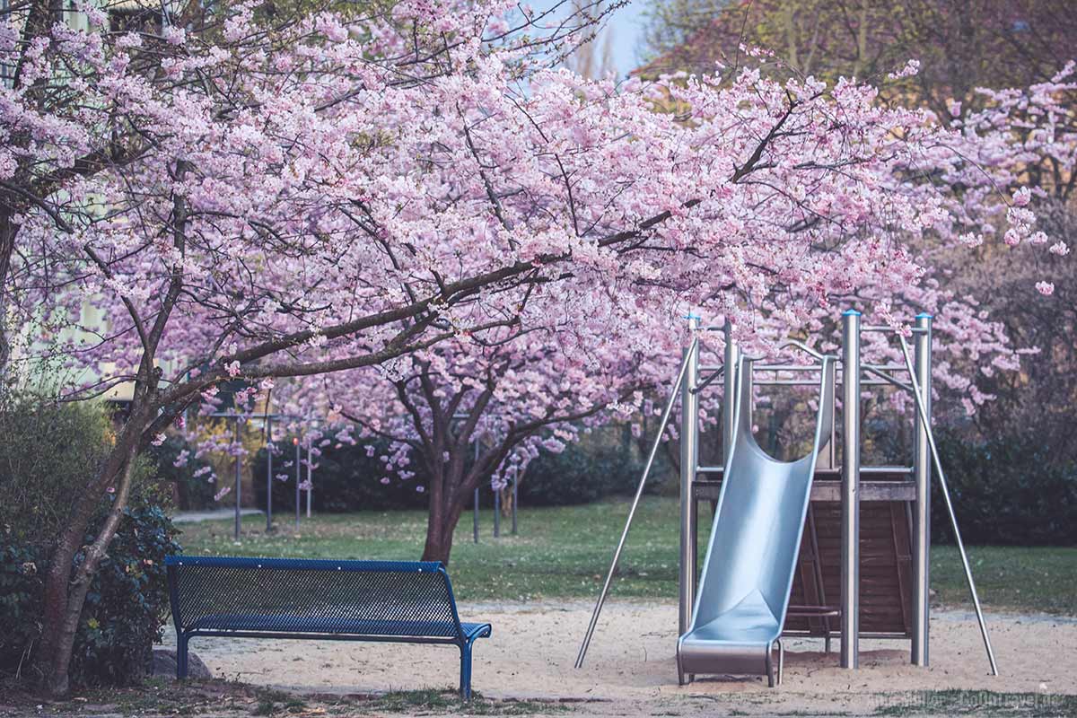 Auch im zarten Rosa blühen die Kirschbäume in der Erich-Lodemann-Straße.