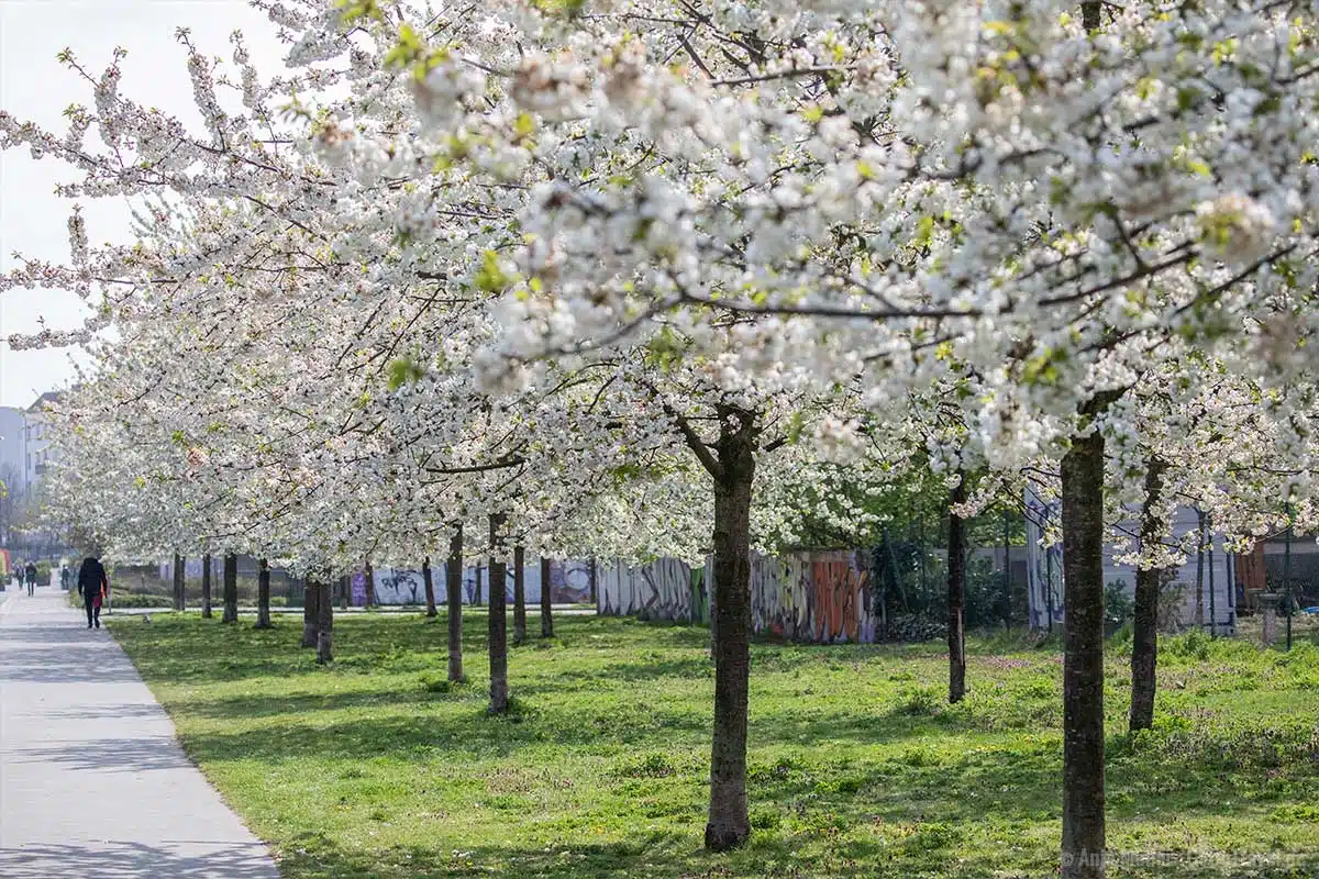 Weiße Kirschblüten im Blankensteinpark