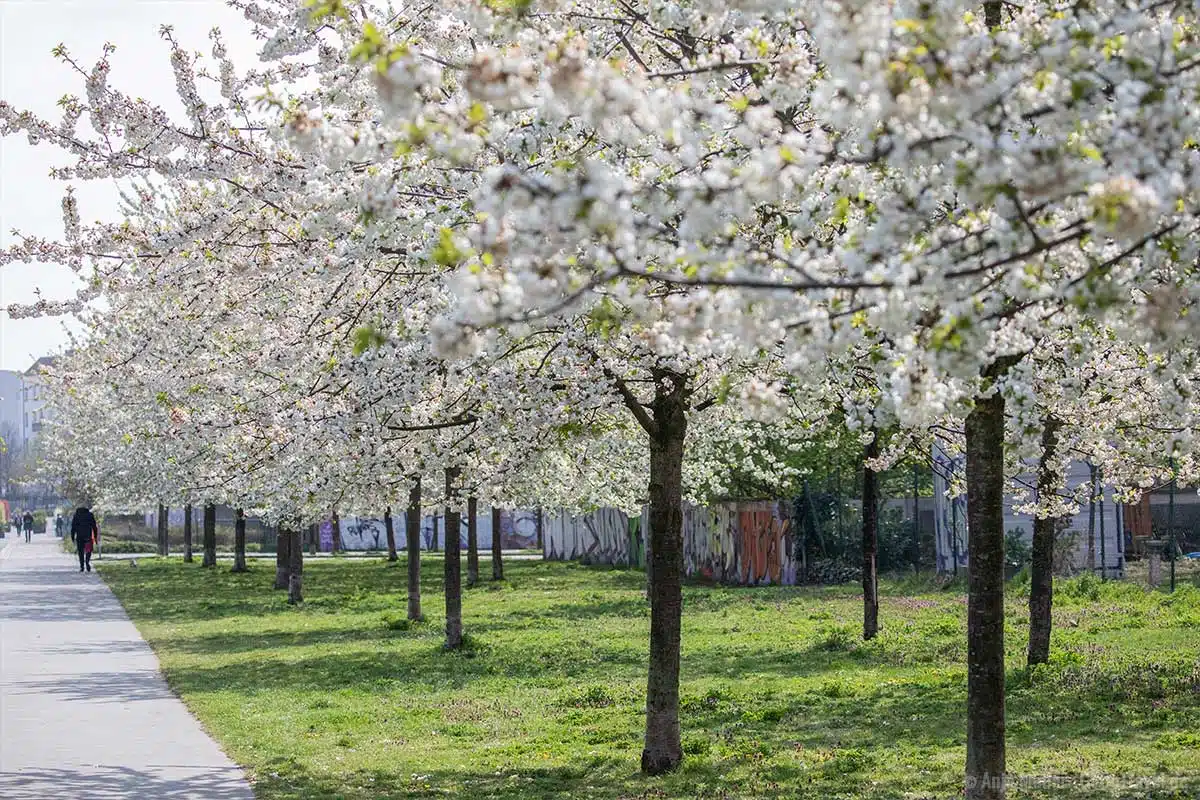 Weiße Kirschblüten im Blankensteinpark Weiße Kirschblüten im Blankensteinpark