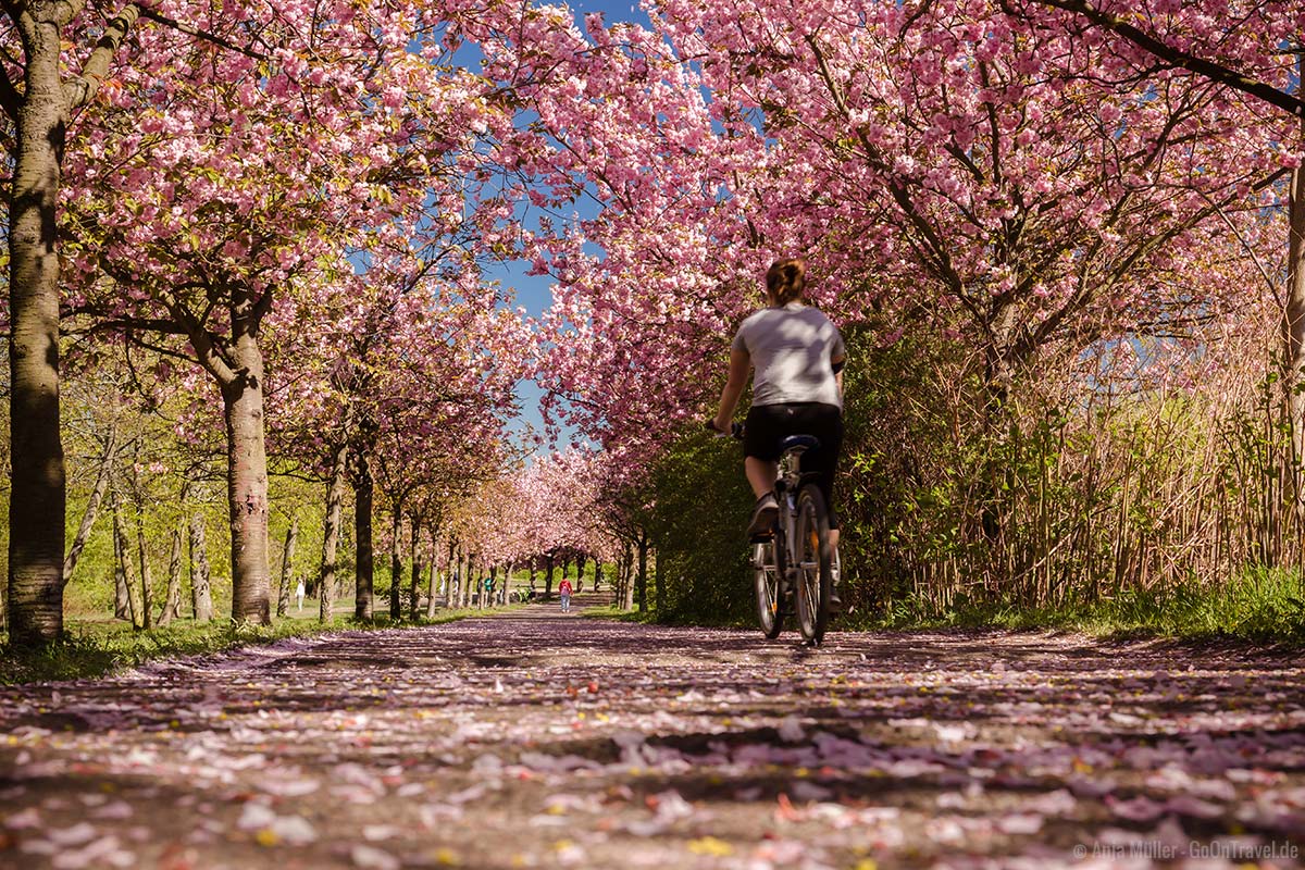 Kirschblüte in Berlin