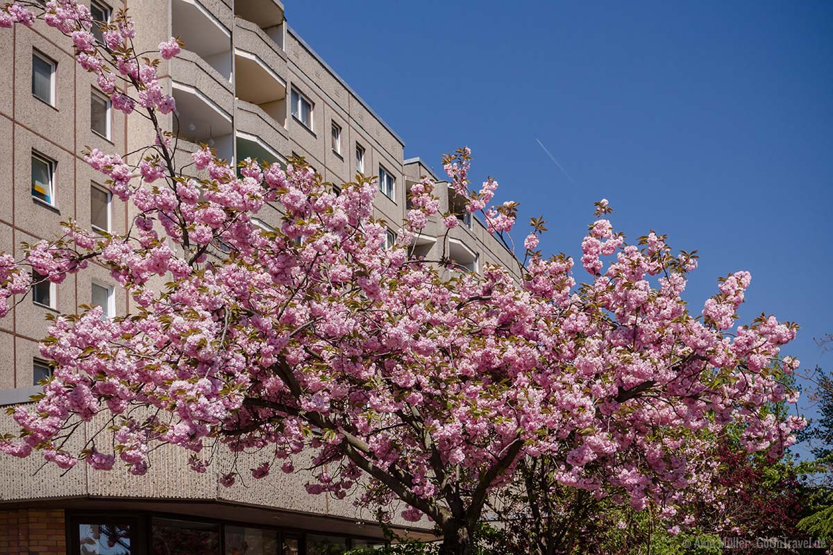 Kirschblüten und Plattenbauten am Ernst-Thälmann-Denkmal