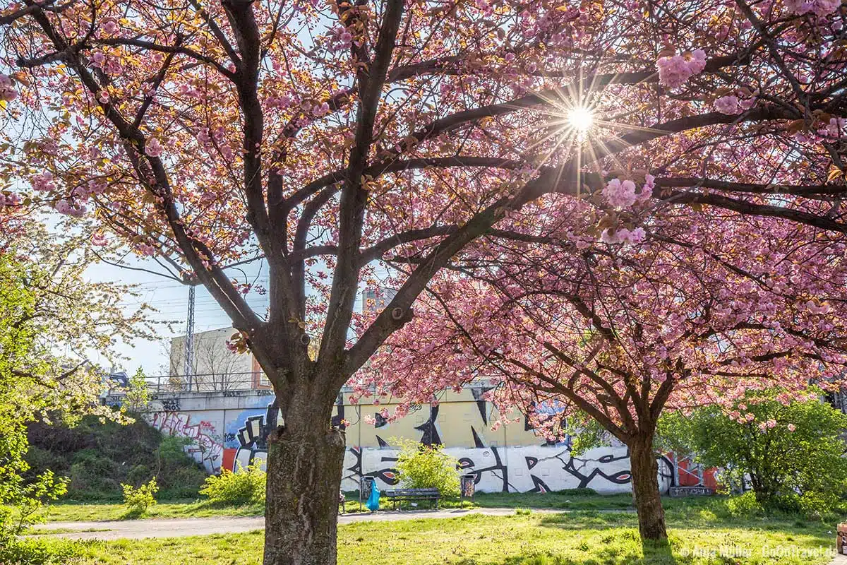 Kirschblüte im Park an der Frankfurter Allee