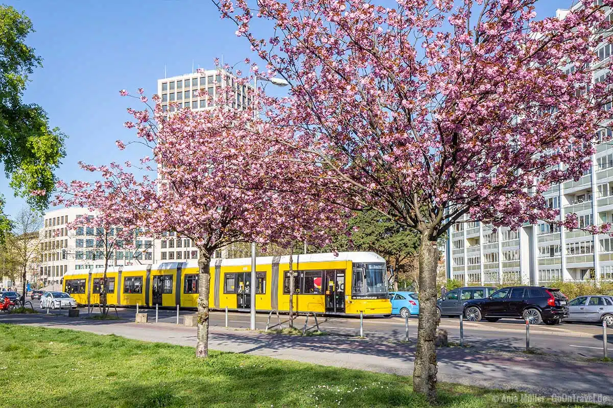 Kirschblüte an der Frankfurter Allee