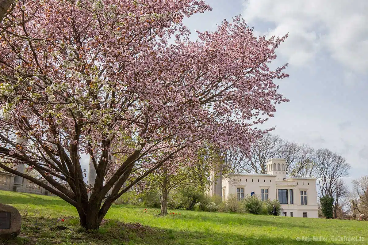Kirschbäume in Potsdam