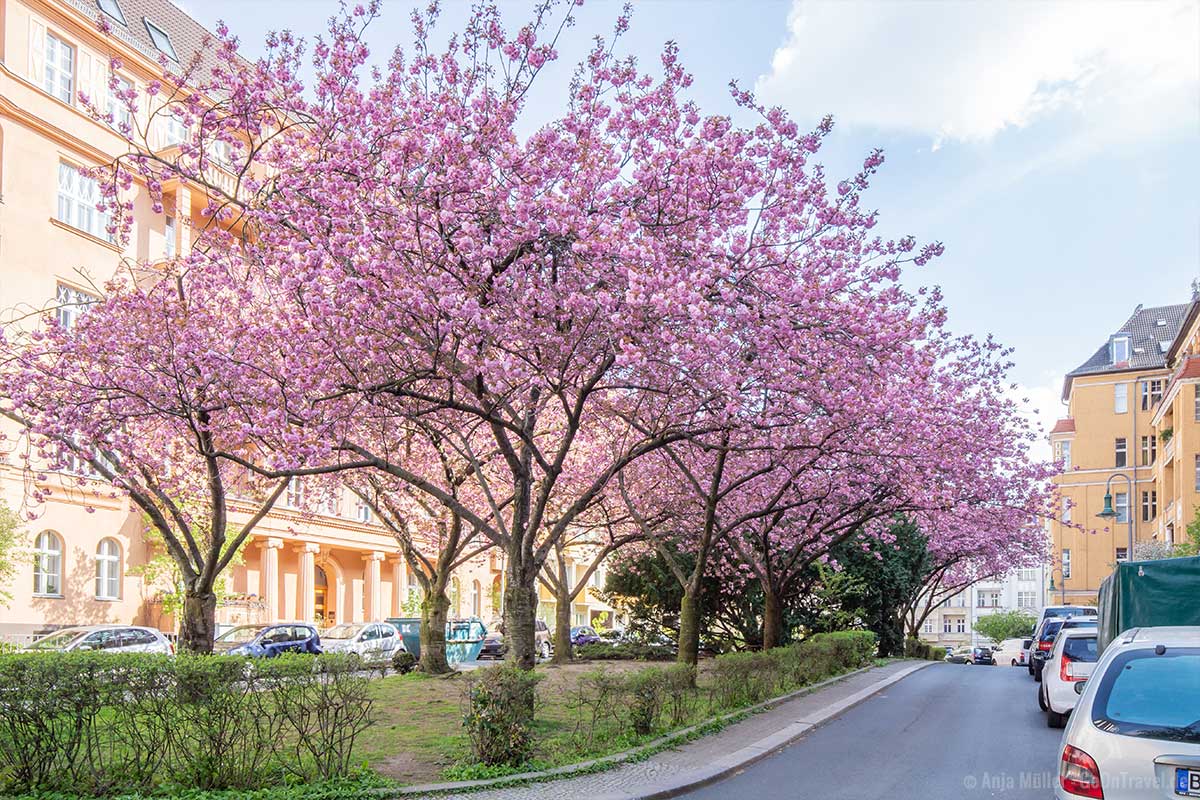 Kirschblüte in der Hewaldstraße