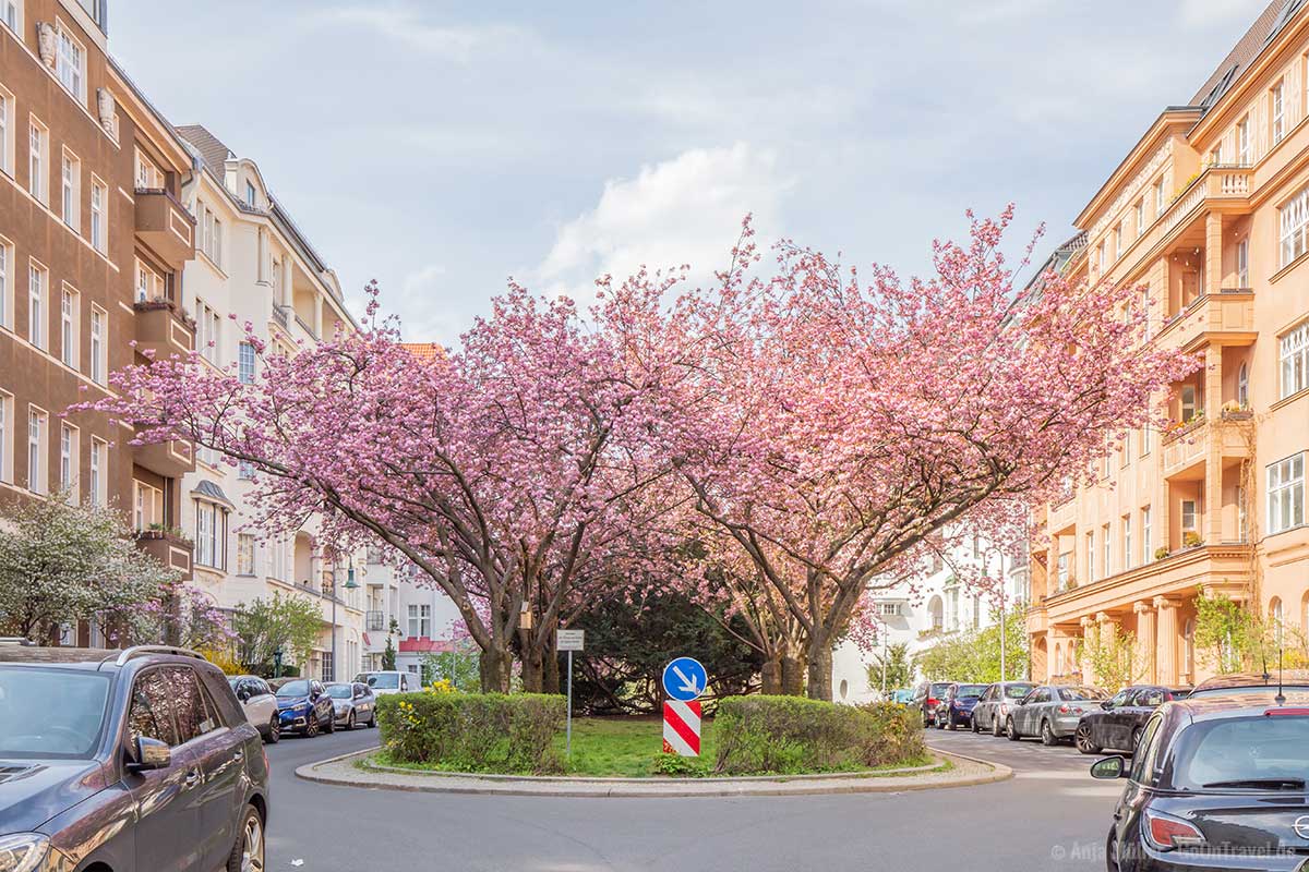 Kirschblüte auf einer Mittelinsel in Schöneberg