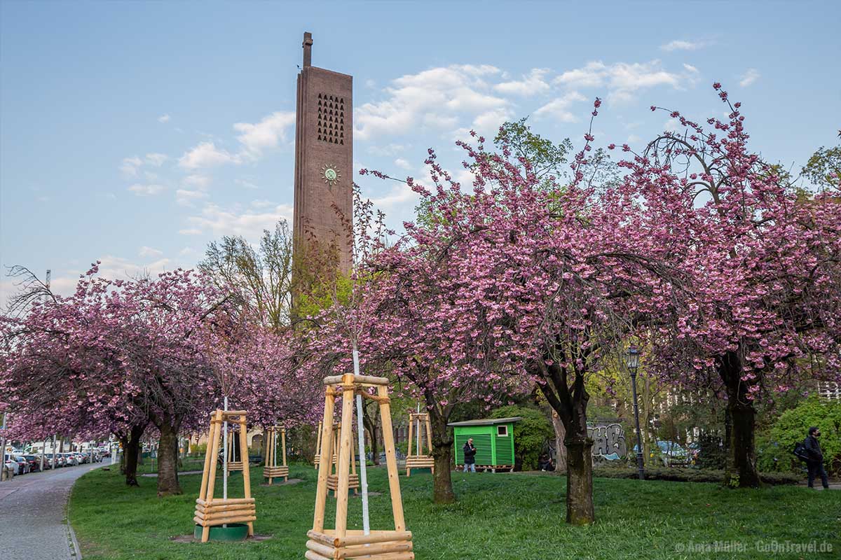 Kirschblüte mit Kirche am Hohenzollernplatz