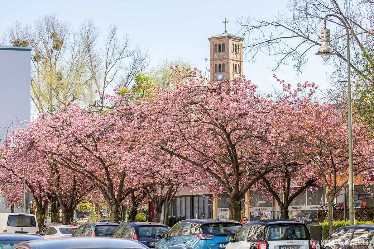 Kirschblüte mit der St.-Jacobi-Kirche im Hintergrund