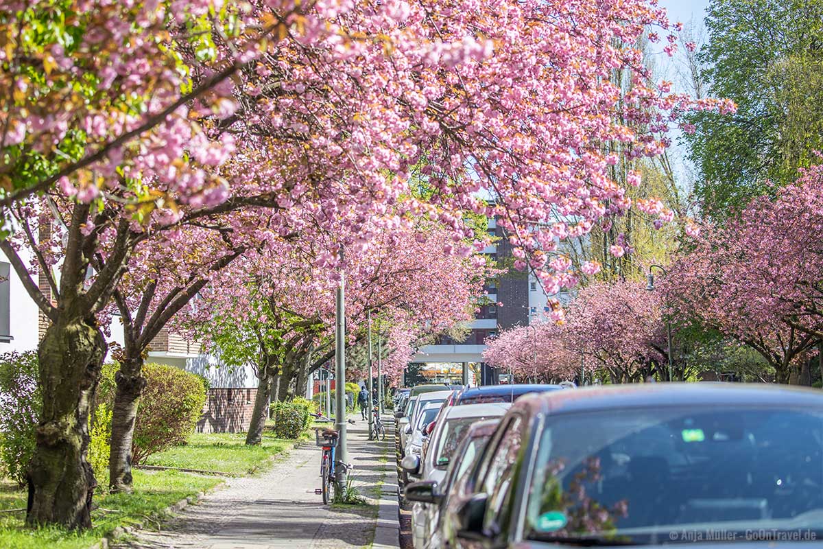 Kirschblüte in der Kommandantenstraße