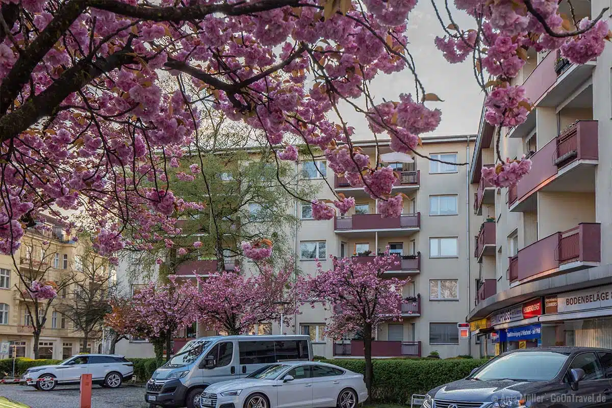 Kirschblüte am Ku-Damm Kirschblüte am Ku-Damm