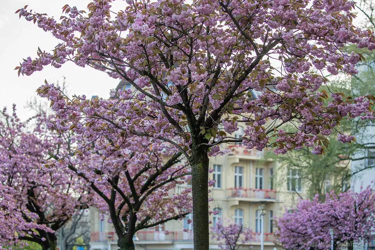 Kirschblüte am Ku-Damm Kirschblüte am Ku-Damm