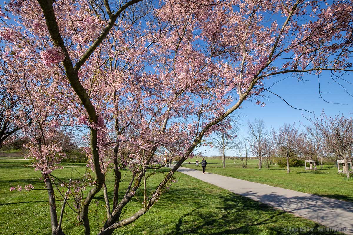 Kirschblüte in Berlin Hohenschönhausen