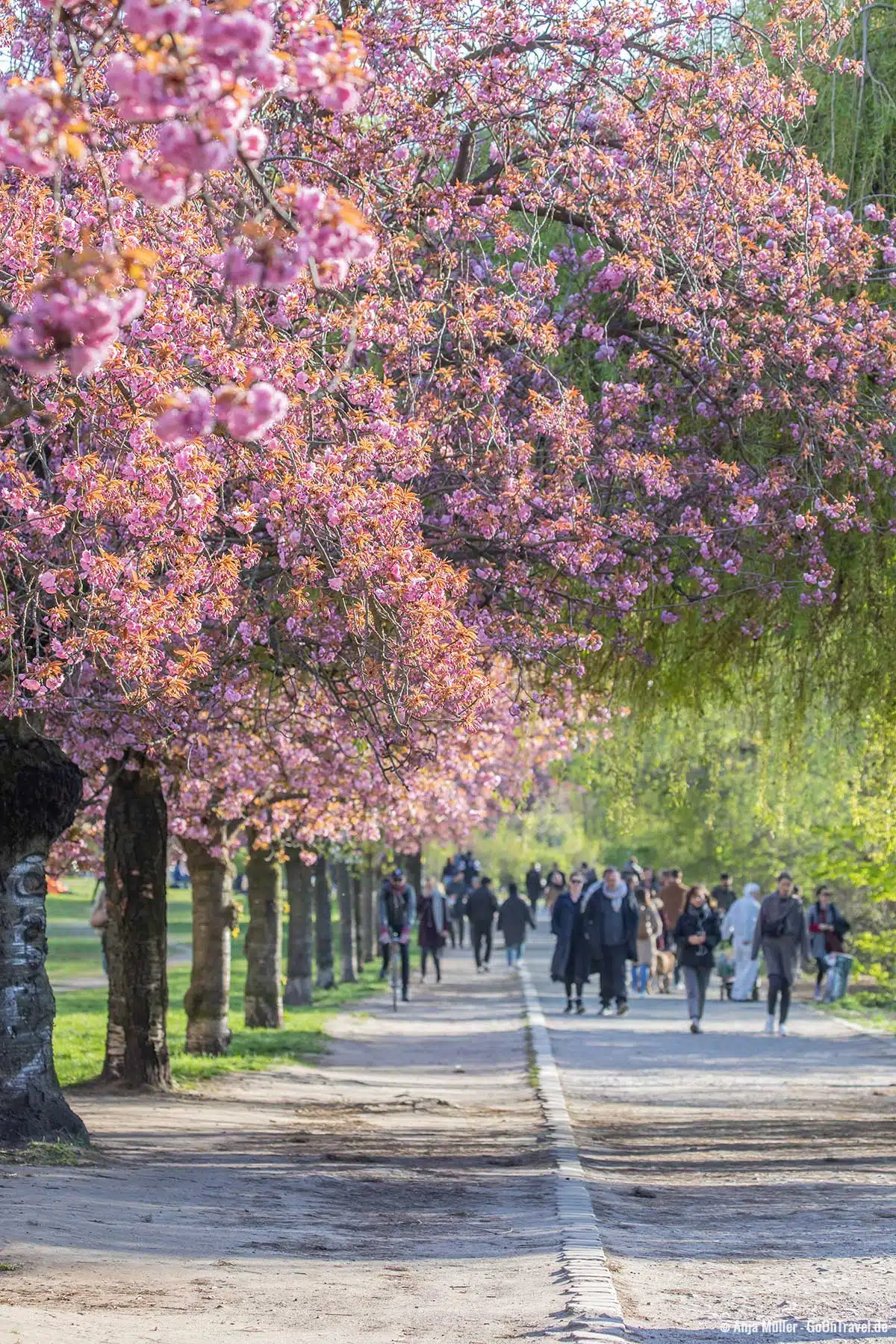 Einer der Hotspots zur Kirschblüte in Berlin
