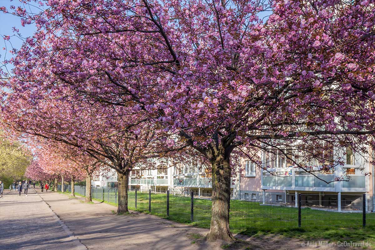 Kirschblüte am Landwehrkanal