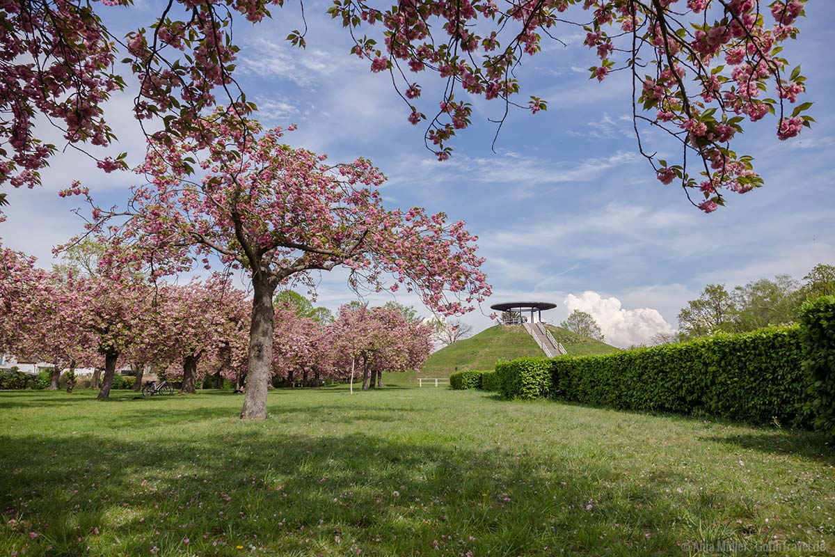 Kirschblüte im Lilienthalpark