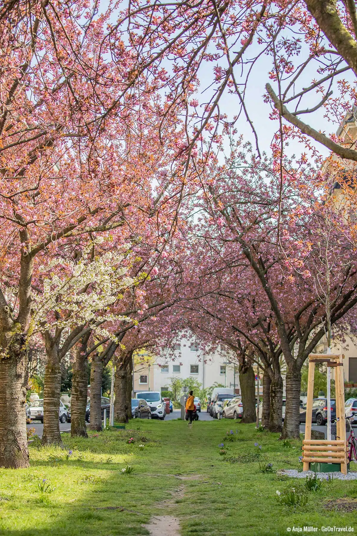 Kirschblütedach in der Nymphenburger Straße Kirschblütedach in der Nymphenburger Straße