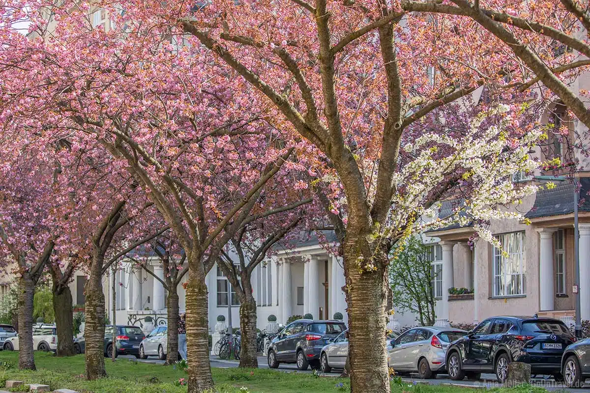 Kirschblüte in der Nymphenburger Straße